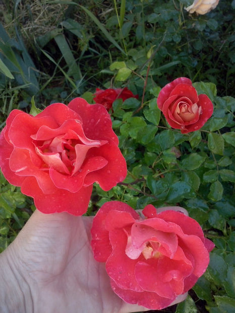 CAM01329 - Trandafiri 2018-III