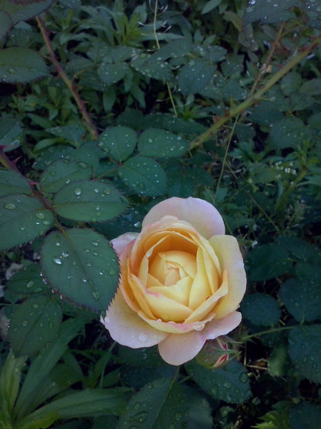 CAM01334 - Trandafiri 2018-III