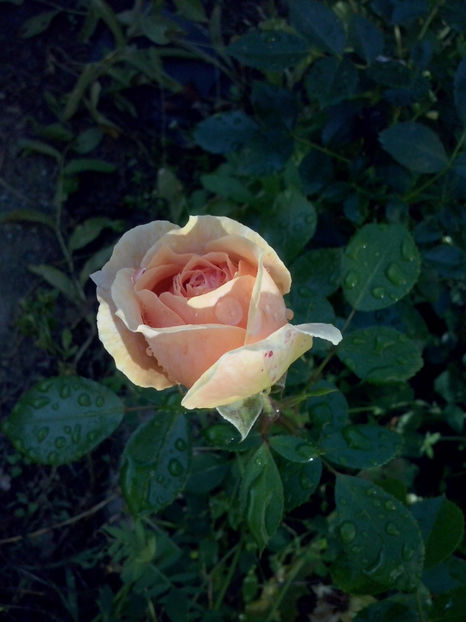 CAM01337 - Trandafiri 2018-III