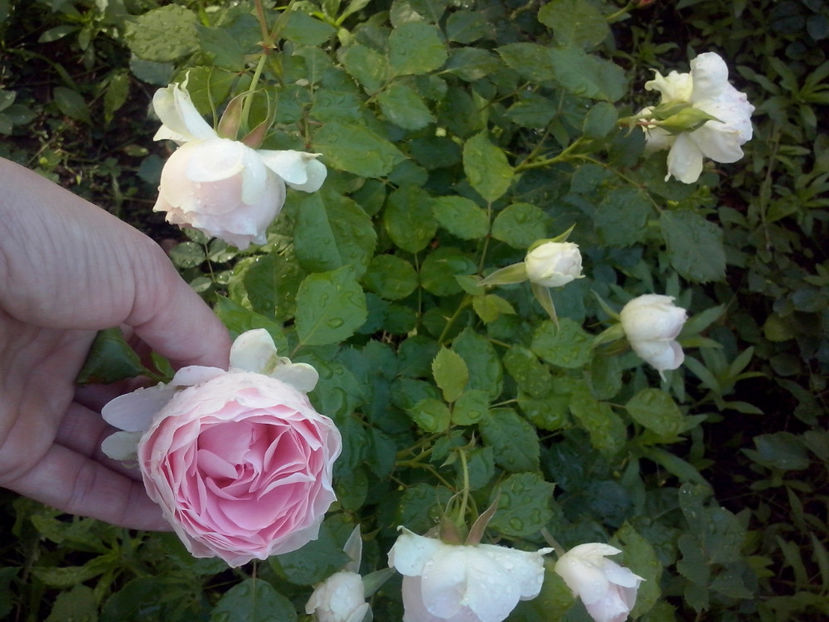 CAM01340 - Trandafiri 2018-III