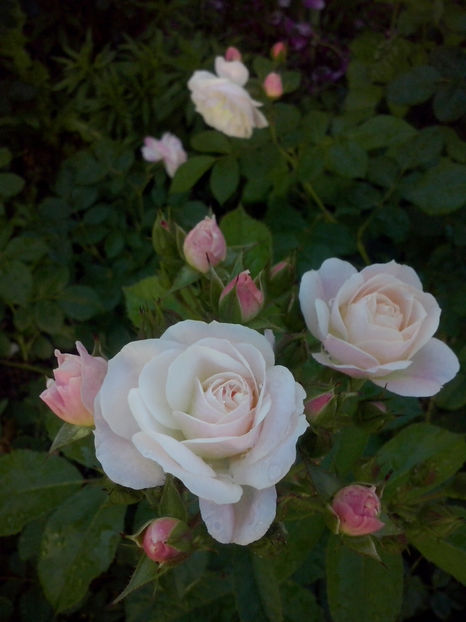 CAM01341 - Trandafiri 2018-III