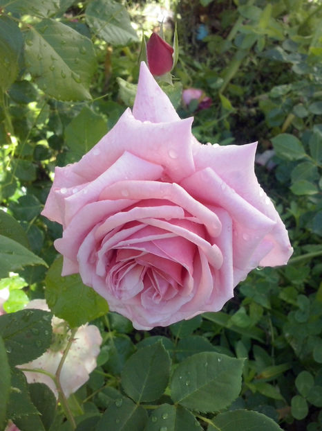 CAM01346 - Trandafiri 2018-III