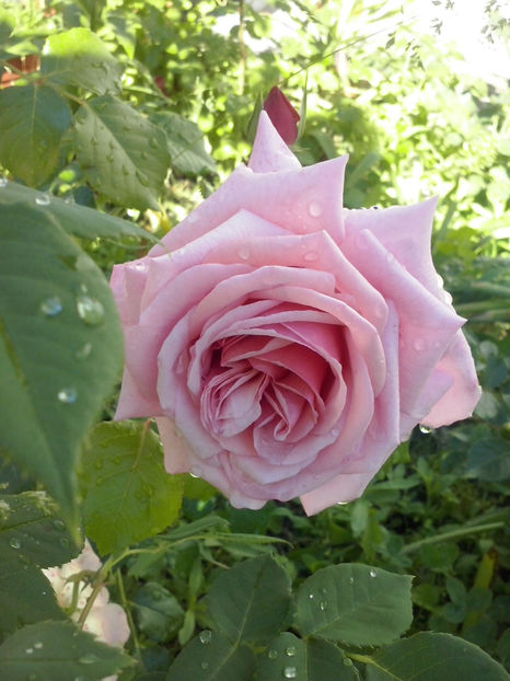 CAM01347 - Trandafiri 2018-III