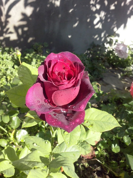 CAM01348 - Trandafiri 2018-III