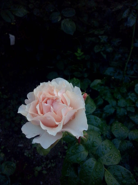 CAM01355 - Trandafiri 2018-III