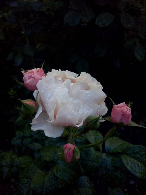 CAM01356 - Trandafiri 2018-III