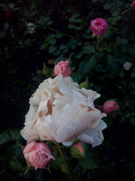 CAM01358 - Trandafiri 2018-III