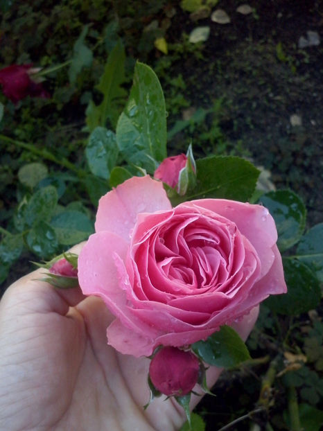 CAM01363 - Trandafiri 2018-III