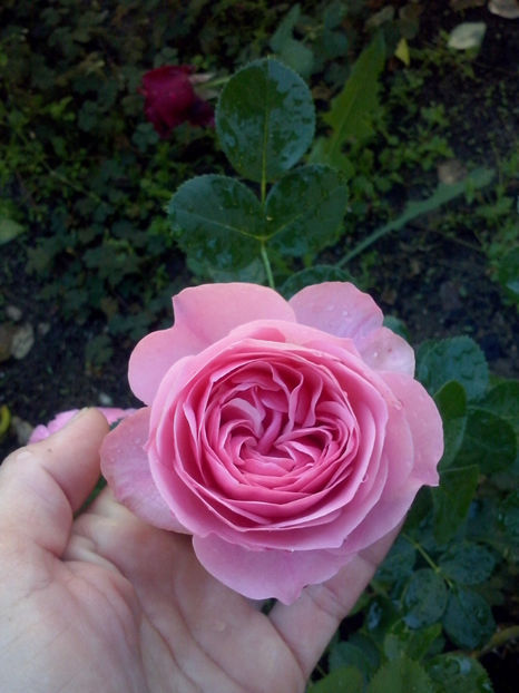 CAM01364 - Trandafiri 2018-III