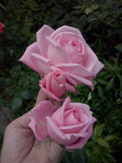 CAM01386 - Trandafiri 2018-III