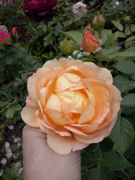 CAM01388 - Trandafiri 2018-III