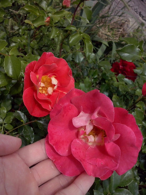 CAM01410 - Trandafiri 2018-III