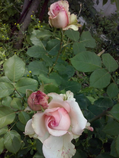 CAM01431 - Trandafiri 2018-III