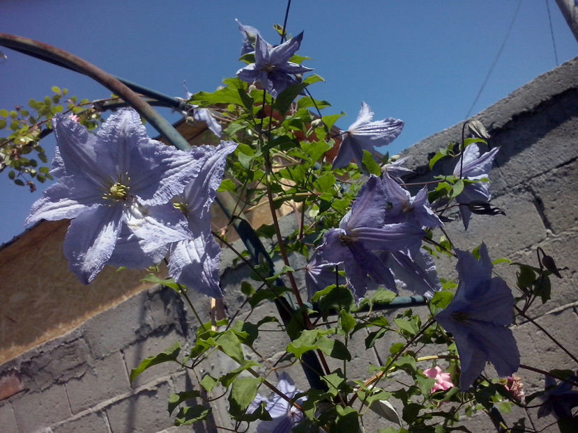 CAM01502 - Clematite 2018