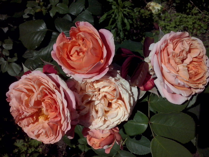 CAM01520 - Trandafiri 2018-III