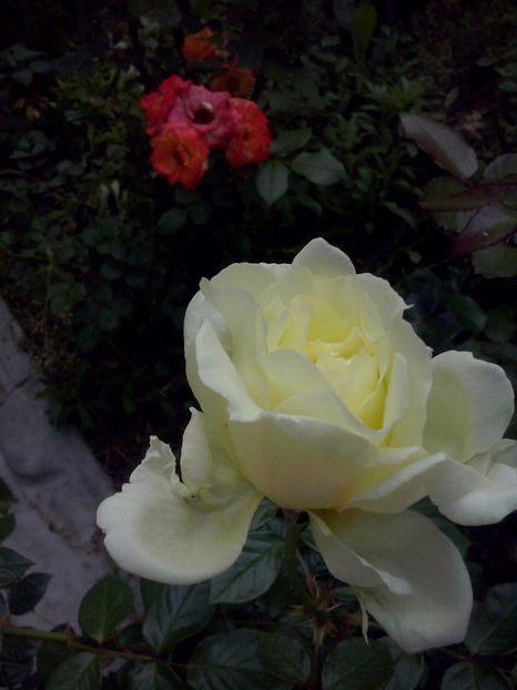 CAM01567 - Trandafiri 2018-III