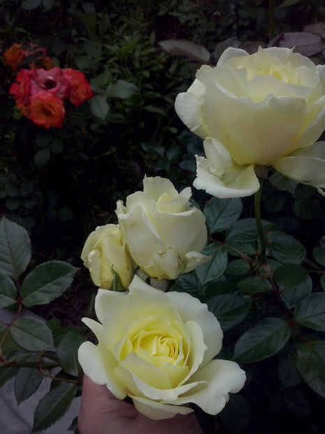 CAM01570 - Trandafiri 2018-III