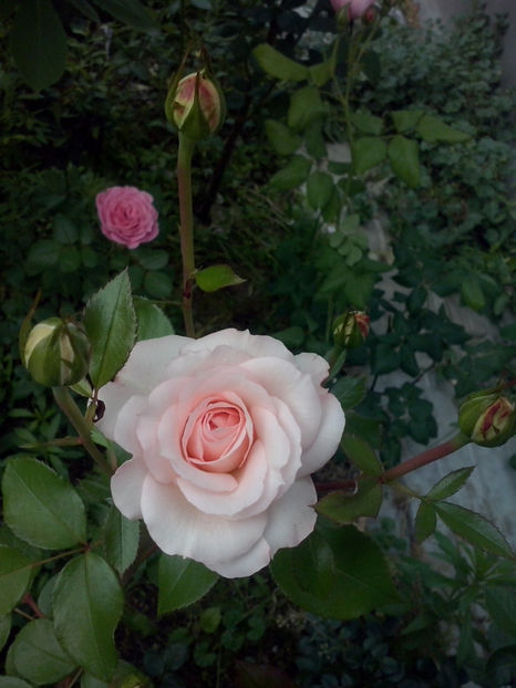 CAM01571 - Trandafiri 2018-III