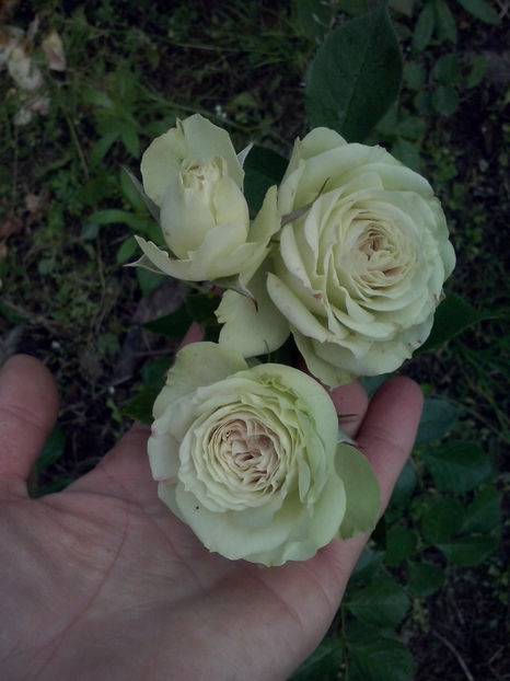 CAM01582 - Trandafiri 2018-III