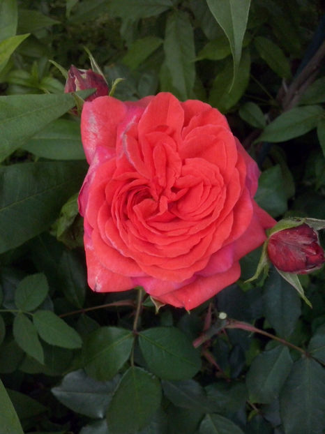 CAM01637 - Trandafiri 2018-III