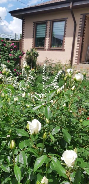  - Primavara Valu- 2018