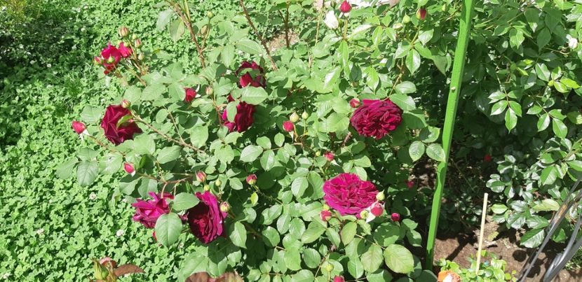  - Primavara Valu- 2018