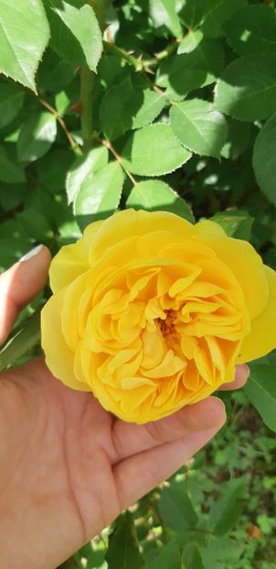  - Primavara Valu- 2018