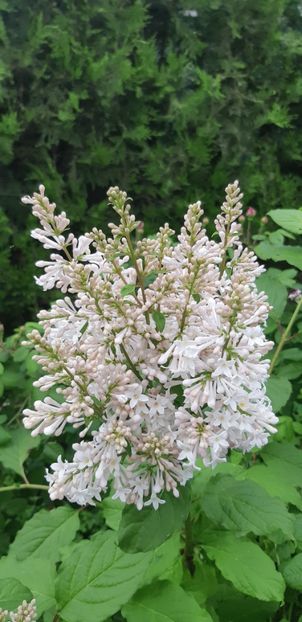  - Primavara Valu- 2018