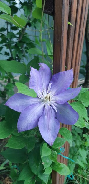  - Primavara Valu- 2018