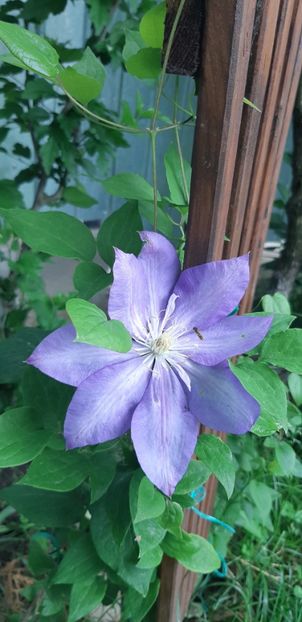  - Primavara Valu- 2018