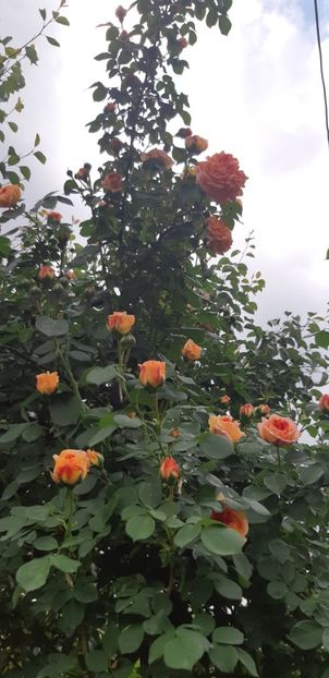  - Primavara Valu- 2018