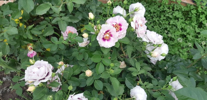  - Primavara Valu- 2018