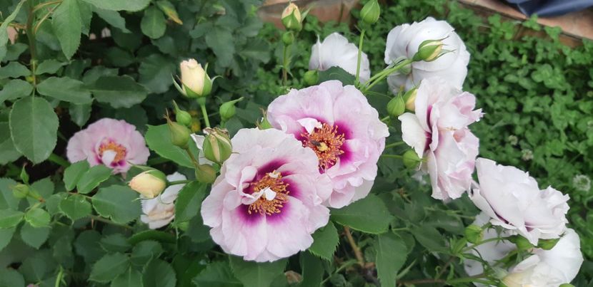  - Primavara Valu- 2018