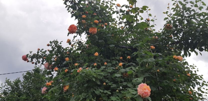  - Primavara Valu- 2018