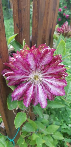  - Primavara Valu- 2018