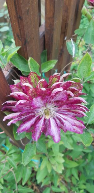  - Primavara Valu- 2018