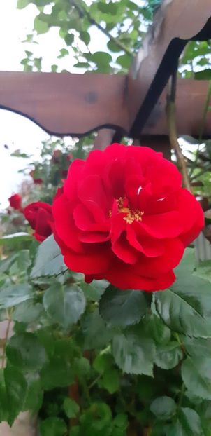  - Primavara Valu- 2018