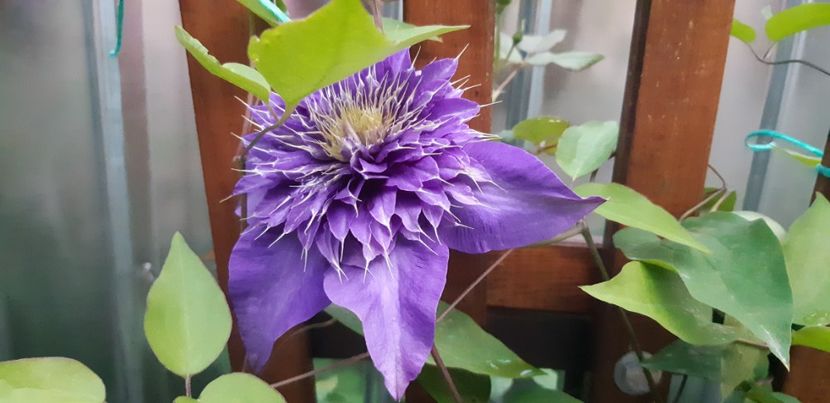  - Primavara Valu- 2018