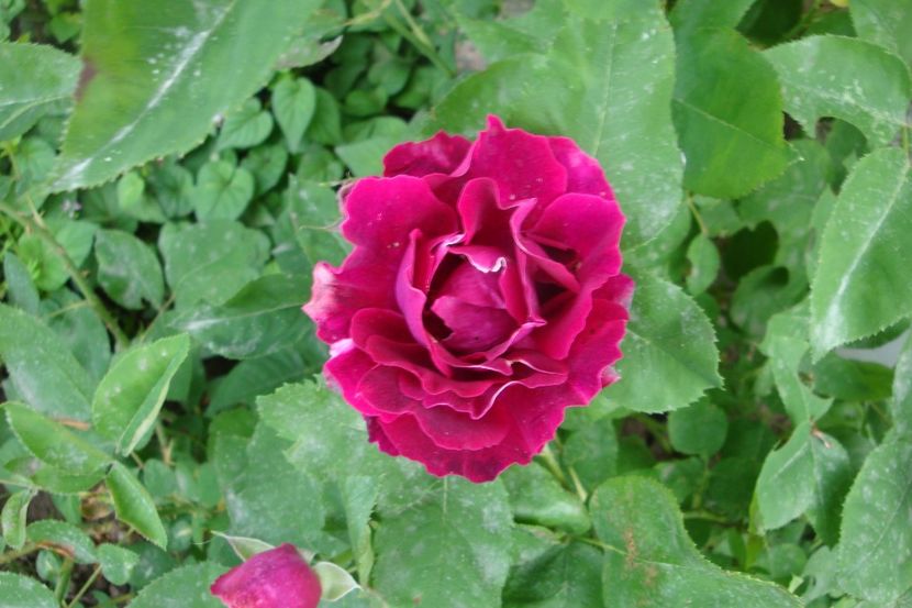  - Baron Girod de L Ain