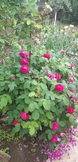  - Primavara Valu- 2018