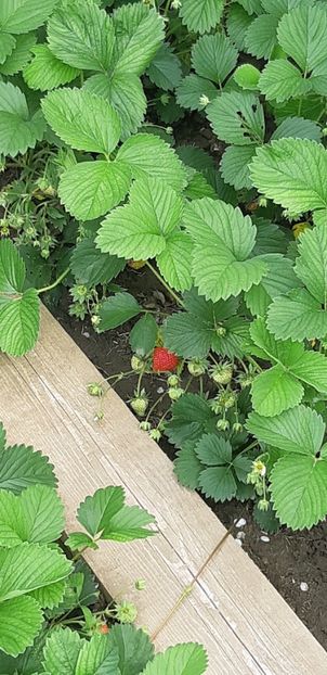  - Primavara Valu- 2018