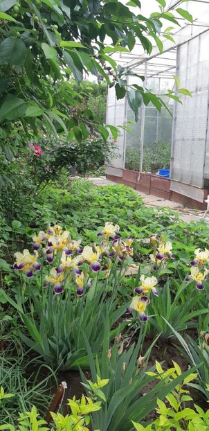  - Primavara Valu- 2018