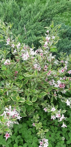  - Primavara Valu- 2018