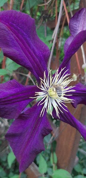  - Primavara Valu- 2018