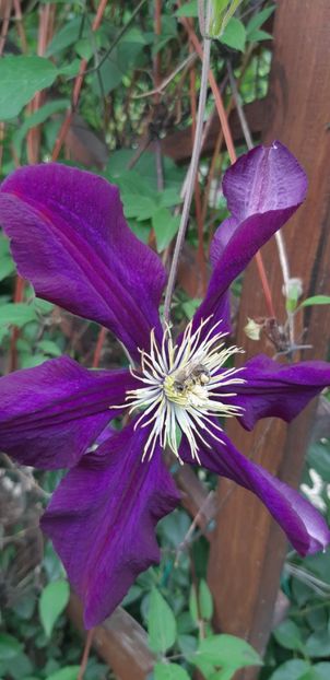  - Primavara Valu- 2018