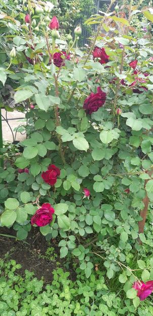  - Primavara Valu- 2018