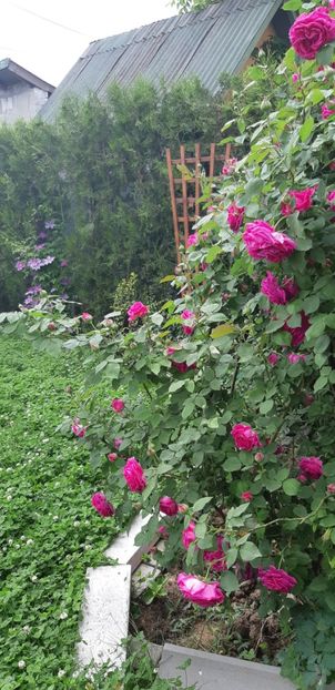  - Primavara Valu- 2018