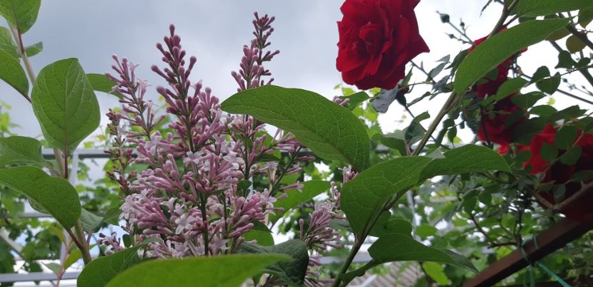  - Primavara Valu- 2018