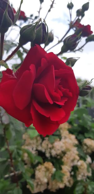  - Primavara Valu- 2018