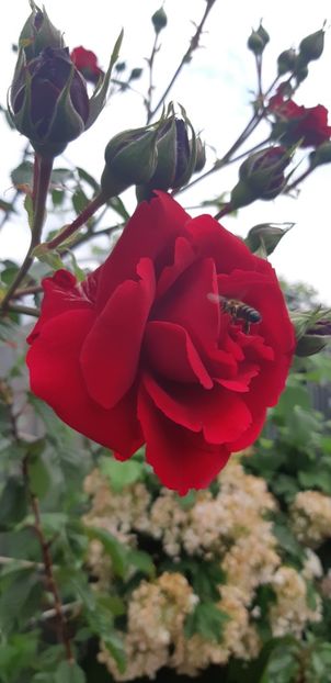  - Primavara Valu- 2018